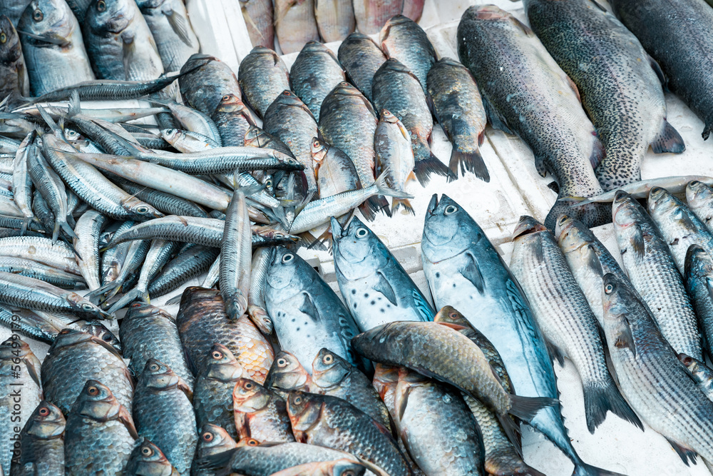 Obraz premium Fresh fish in traditional food market in Beirut, Lebanon.