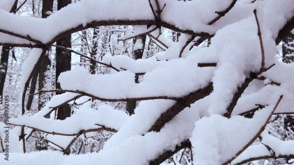 Tree branches covered with snow on the bank of the water source in the middle of the woodlands Tree branches covered with snow on the bank of the water source in the middle of the woodlands