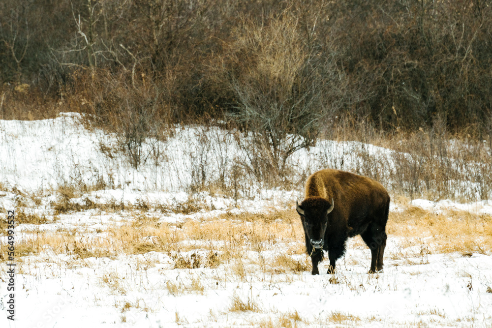 A lone bison grazes in a snowy field during winter A lone bison grazes in a snowy field during winter