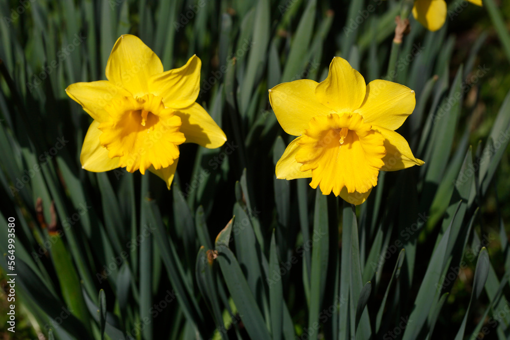 Gelbe Narzissen, Narzissenblüte (Narcissus Pseudonarcissus), Deutschland Gelbe Narzissen, Narzissenblüte (Narcissus Pseudonarcissus), Deutschland