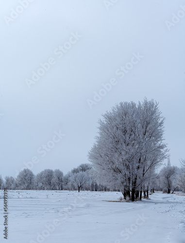 landscape with trees covered with snow 