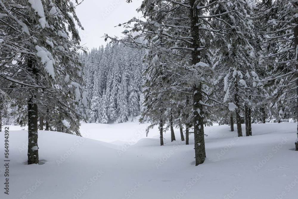 Snow-covered firs in the winter forest. Winter landscape