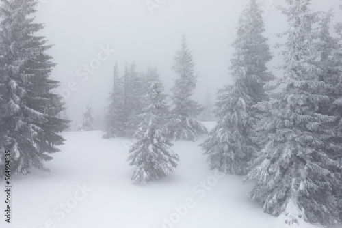 Snow-covered forest in a mist of clouds. Winter landscape