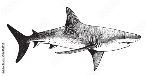 Shark side view sketch hand drawn in doodle style Vector illustration