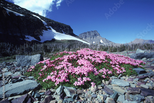 Swiftcurrent Valley. photo