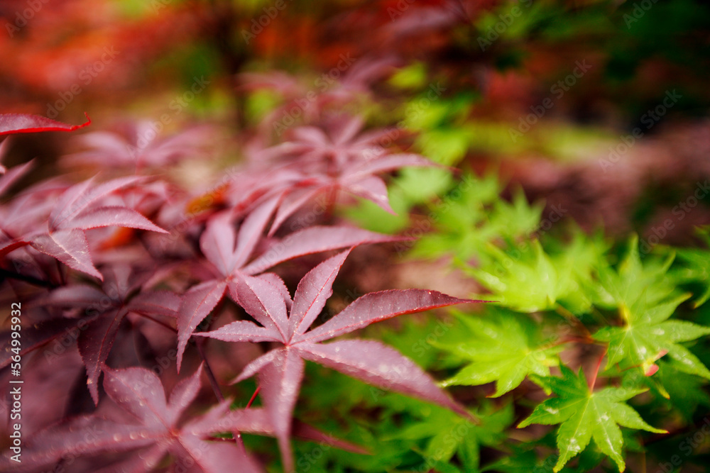 Japanese Maple leaves Japanese Maple leaves