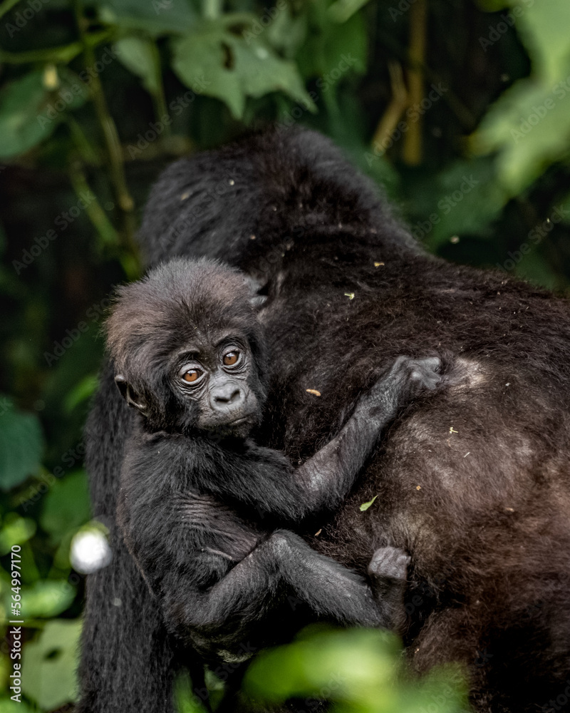 Mountain Gorilla - Female wih baby