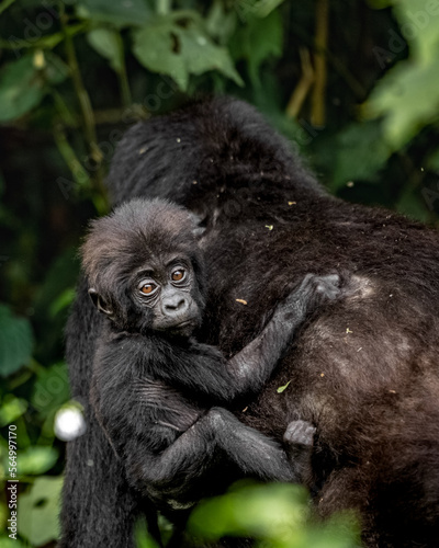 Mountain Gorilla - Female wih baby © Hari