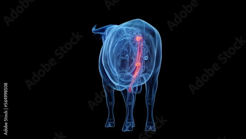 3D rendered medical animation of a cow's penis