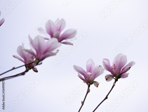 Magnolia flowers on the tree. Blooming magnolia, big pink flowers on the tree. © PhotoRK