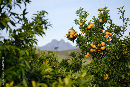 Fruit trees laden with mandarin oranges ready for harvest in mountain orchard.