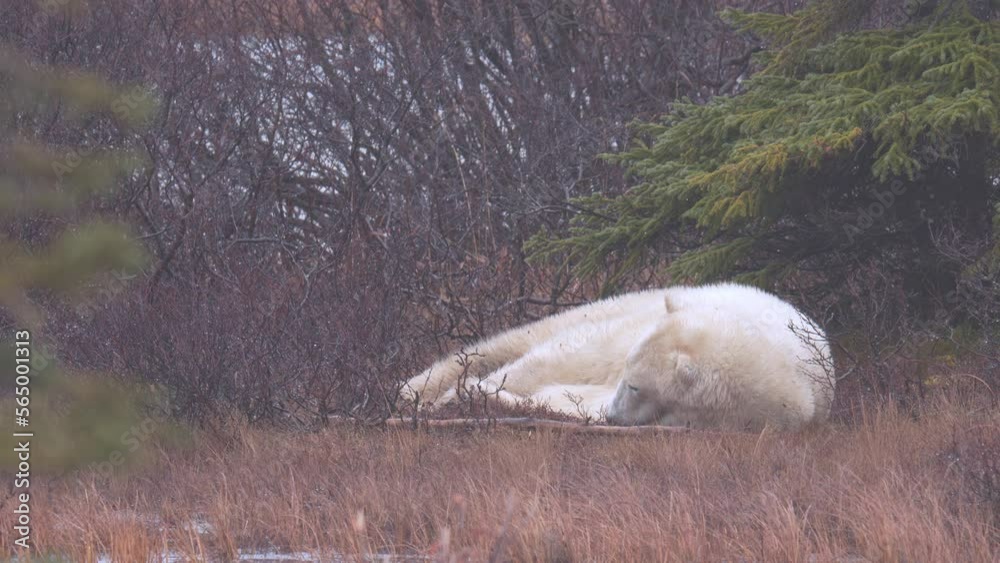 Slow motion of restless polar bear waits for the winter freeze up amongst the sub-arctic brush and trees of Churchill Manitoba. Climate change makes the wait for Hudson Bay freeze up longer each year. Slow motion of restless polar bear waits for the winter freeze up amongst the sub-arctic brush and trees of Churchill Manitoba. Climate change makes the wait for Hudson Bay freeze up longer each year.