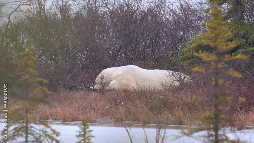 A polar bear waits for the winter freeze up amongst the sub-arctic brush falling snow of Churchill, Manitoba. Climate change makes the wait for Hudson Bay freeze up longer each year. A polar bear waits for the winter freeze up amongst the sub-arctic brush falling snow of Churchill, Manitoba. Climate change makes the wait for Hudson Bay freeze up longer each year.