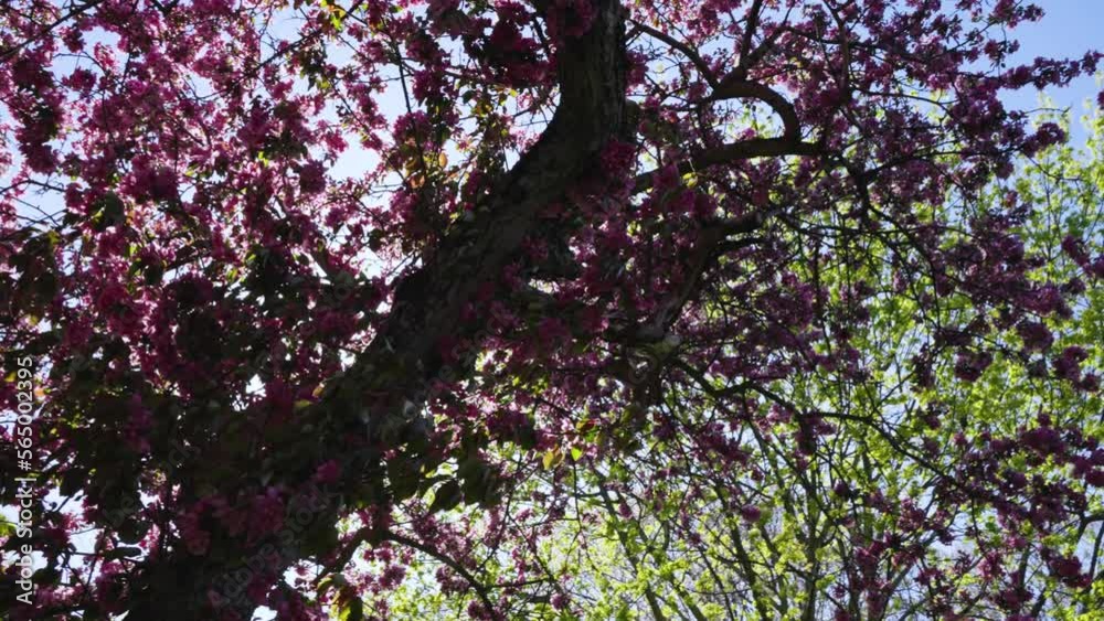 Sakura Cherry Blossom branches swinging in the wind. Slow motion panning shot. Sakura Cherry Blossom branches swinging in the wind. Slow motion panning shot.