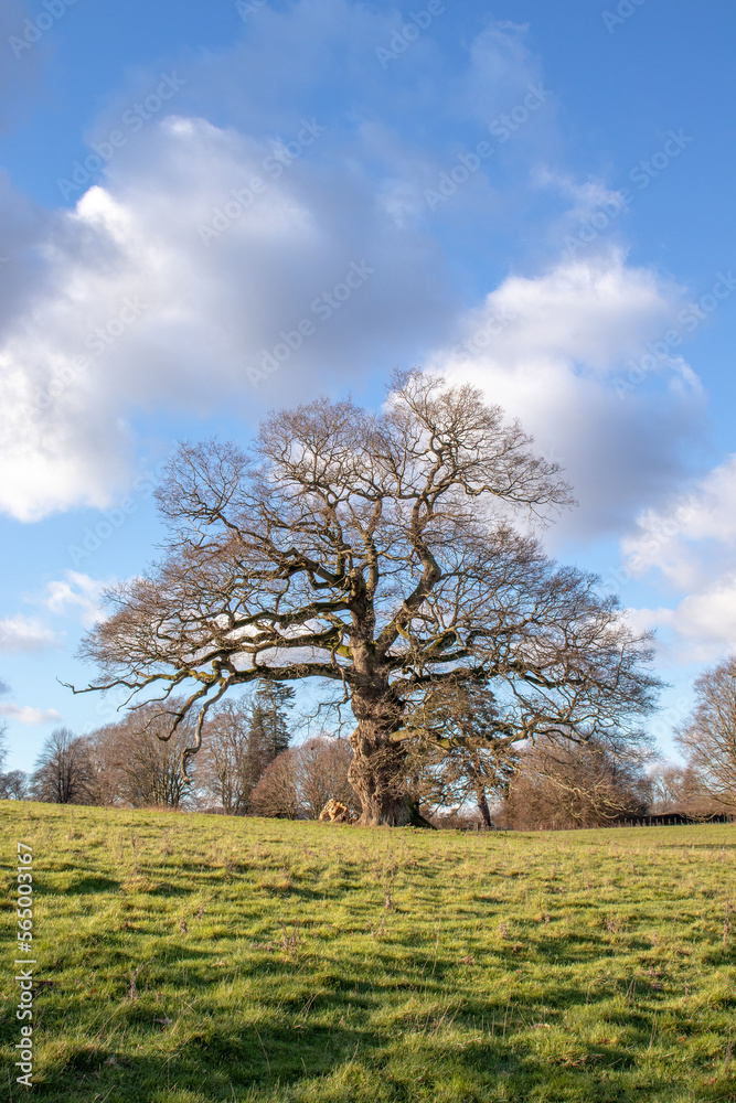 Old oak tree in the springtime. Old oak tree in the springtime.
