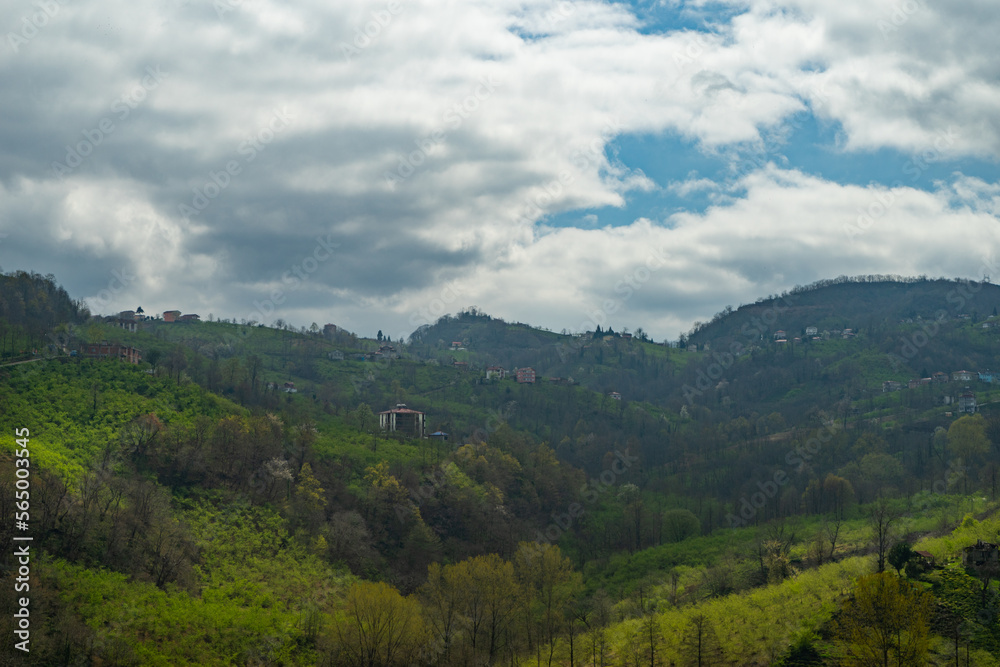 nature scenery in greenery and trees