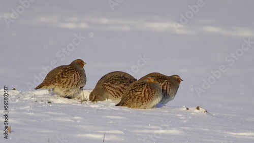 Grey partridge (Perdix perdix), also known as the gray-legged partridge, English partridge, Hungarian partridge, or hun at wintertime