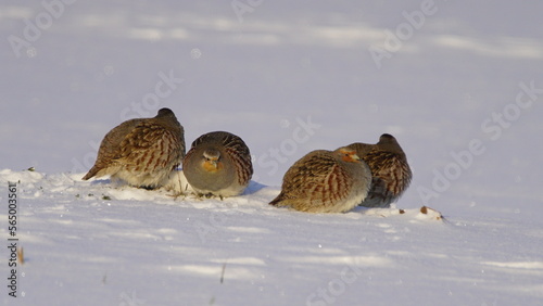 Grey partridge (Perdix perdix), also known as the gray-legged partridge, English partridge, Hungarian partridge, or hun at wintertime