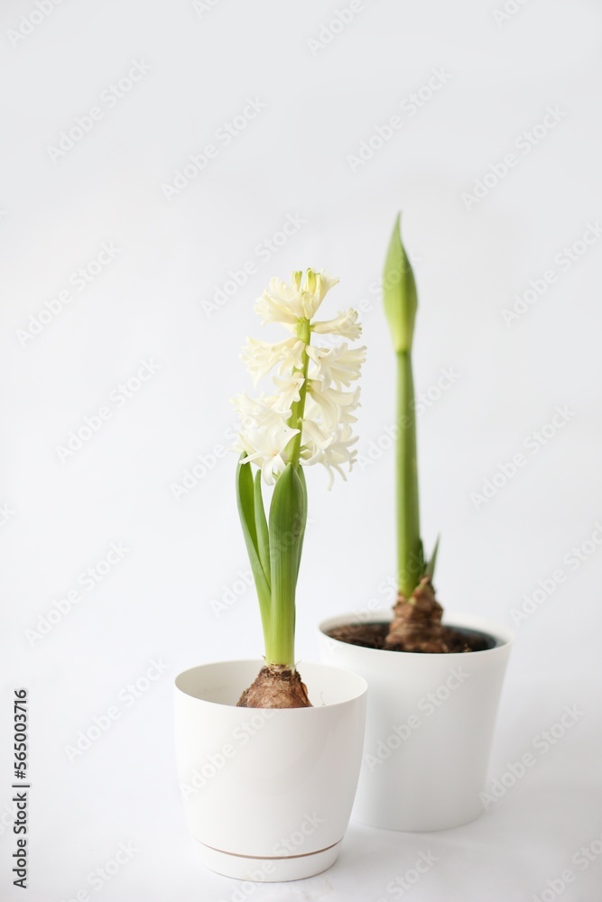 Beautiful white hyacinth flowers bloom and  Amaryllis flower bud  white pots