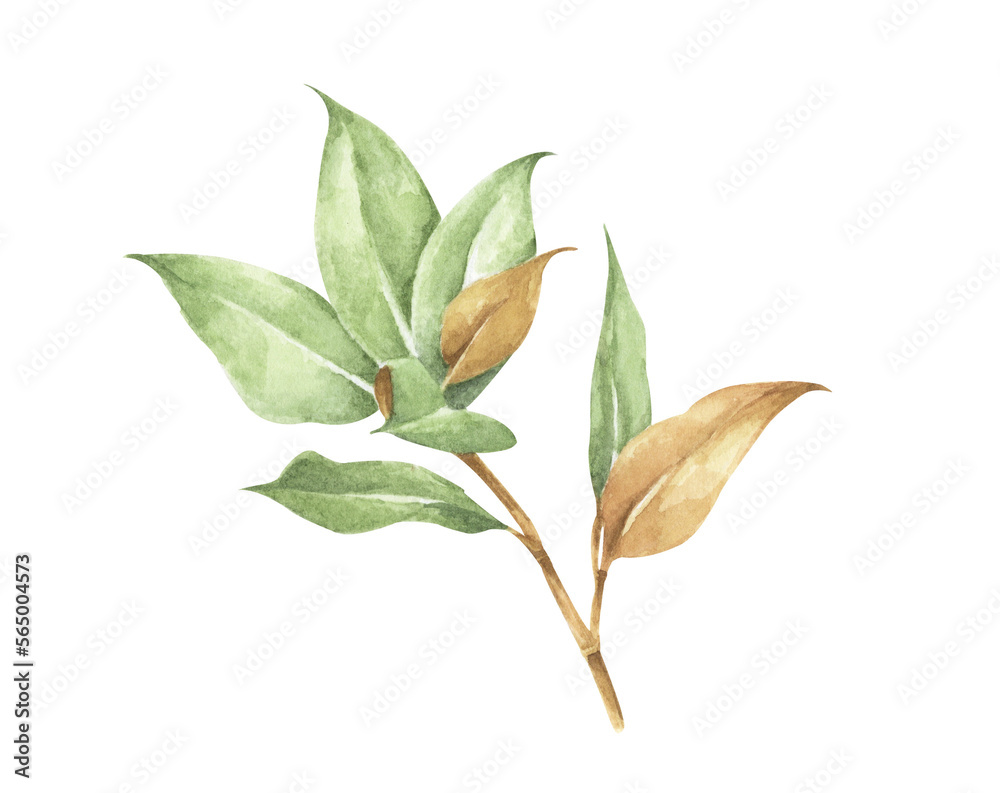Green leaves element. Watercolor floral illustration.