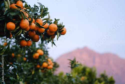 Multiple mandarin oranges on a laden tree with sunset sky and mountain background.