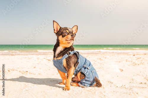 Dog breed chihuahua tricolor black red white sits on the beach. Pet dog in jeans near the sea. © Lesia