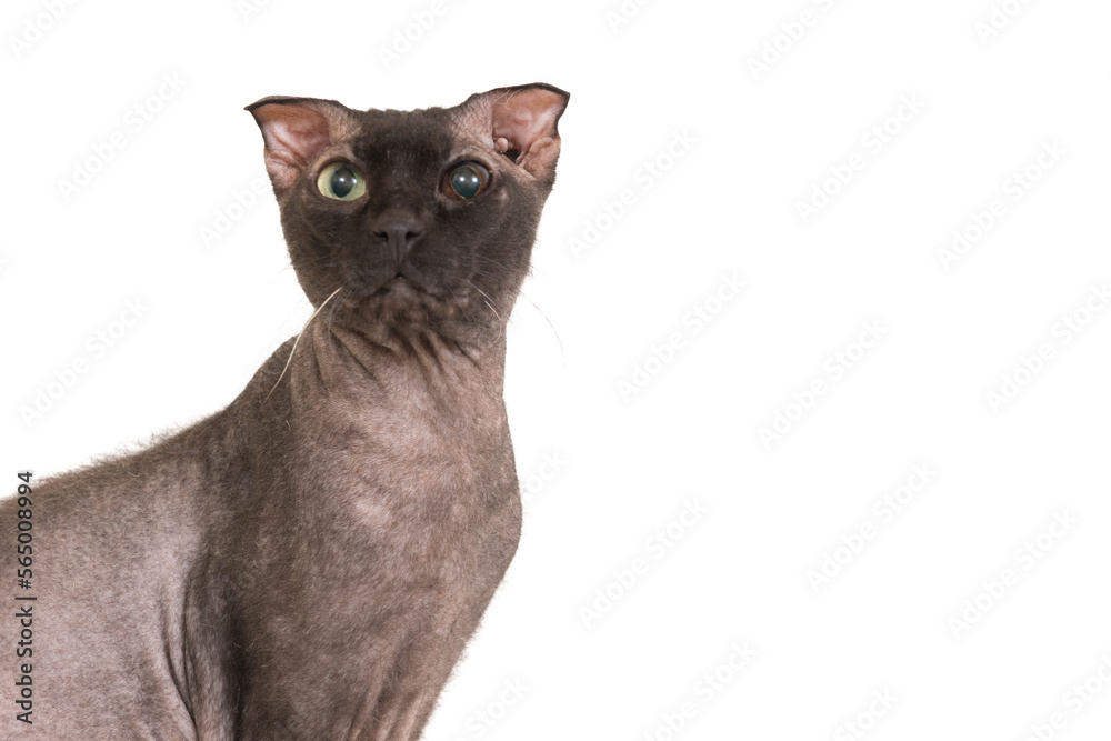 Sphinx cat in PNG isolated on transparent background. Ukrainian levkoy breed