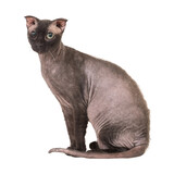 Black sphinx cat in PNG isolated on transparent background. Ukrainian levkoy breed