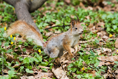 Close-up view of red squirrel in the forest