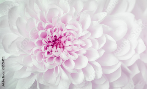 close up photo of white chrysanthemum © agrus