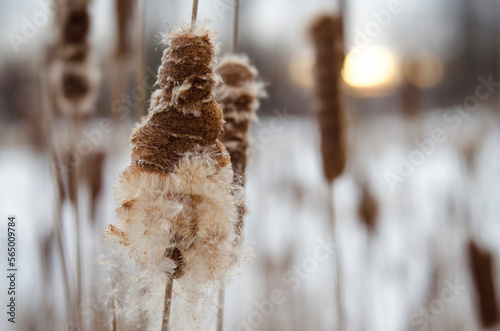 Close-up of cattail on field photo