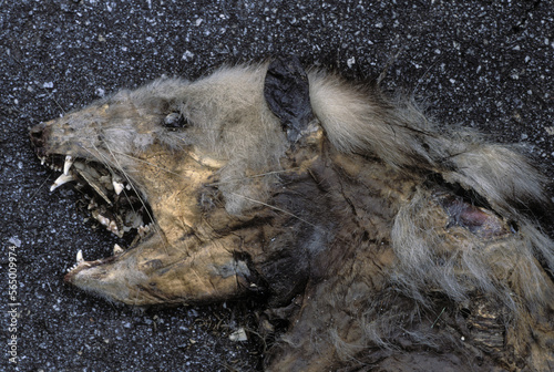 A dead cat decomposing in the street, Georgia, USA. photo