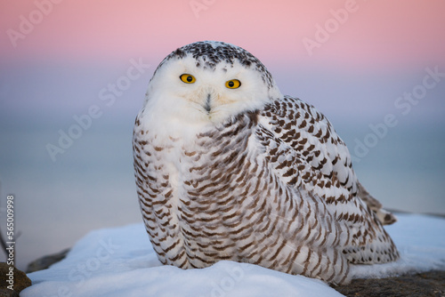 Snowy owl (Bubo scandiacus) against sky at sunset photo