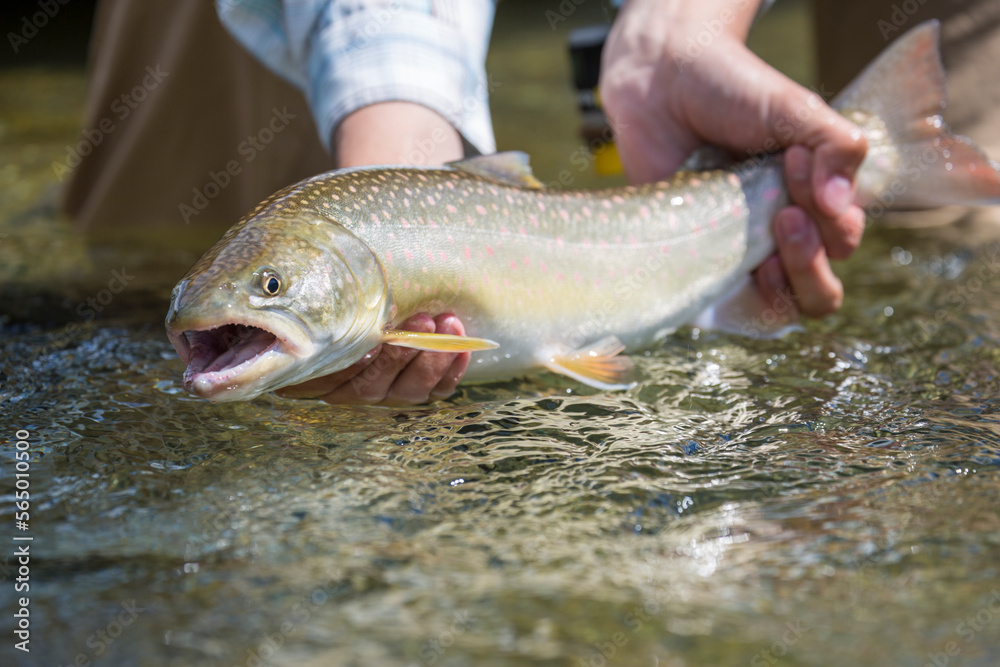 A bull trout in NW Montana's Kootenai River.