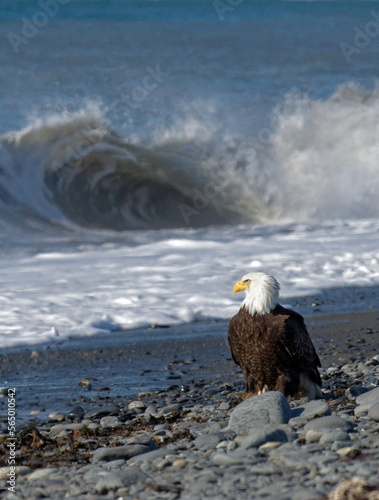 American Bald Eagle stands on the rocky beach watching waves roll in at Kachemak Bay near Homer, Alaska. photo