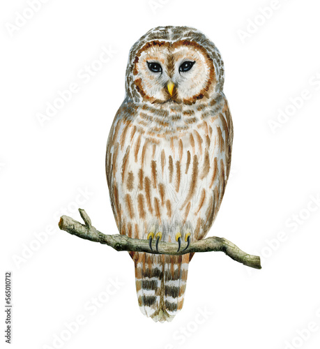 Watercolor barred striped owl bird sitting on branch isolated on white background. Hand drawn forest owl illustration