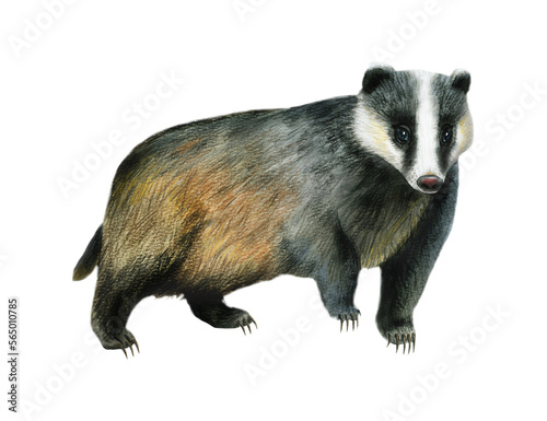 Watercolor wild badger animal, woodland forest illustration. Watercolor illustration. Realistic European badger