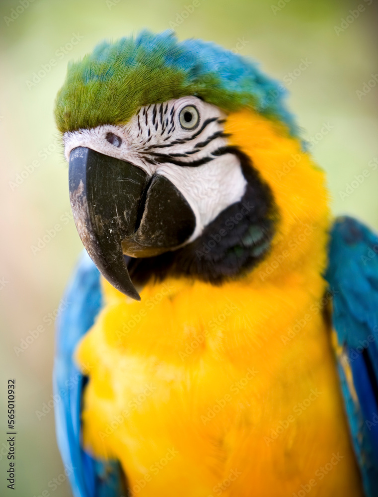 Parrots in Amazon Region in Peru Parrots in Amazon Region in Peru