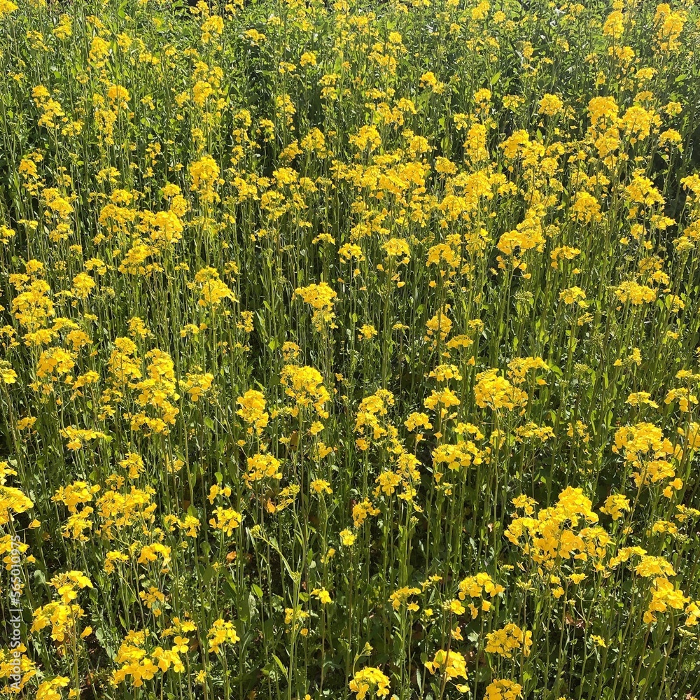 rape flower rape flower
