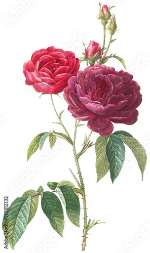 Fototapeta Naklejka Na Ścianę i Meble -  Beautiful vintage red rose flowers illustration high quality die-cut transparent background. Digitally enhanced