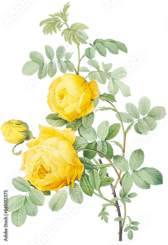 Beautiful vintage yellow rose flowers illustration high quality die-cut transparent background. Digitally enhanced