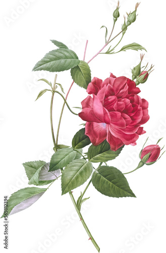 Beautiful vintage red rose flowers illustration high quality die-cut transparent background. Digitally enhanced