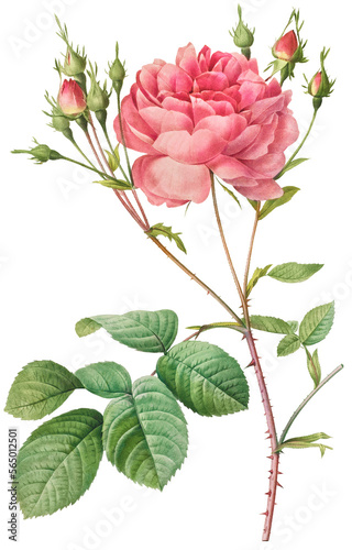 Beautiful vintage pink rose flowers illustration high quality die-cut transparent background. Digitally enhanced
