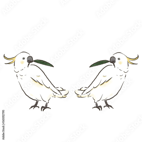 葉っぱを咥えて見つめ合うキバタン