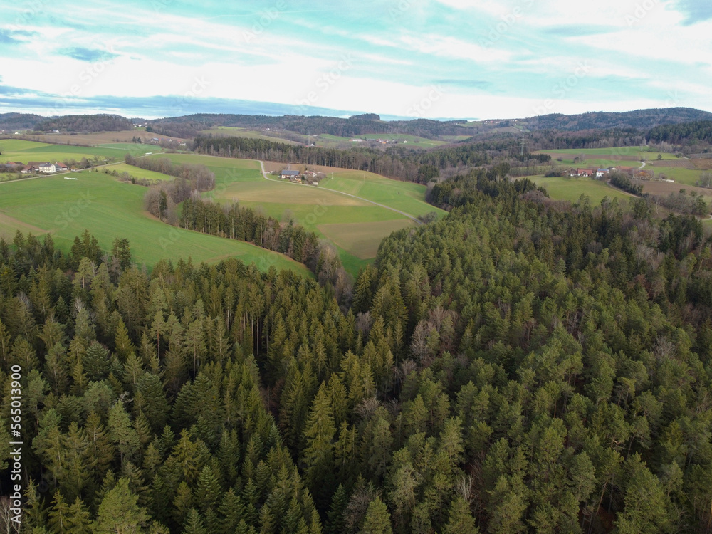 aerial photo of the forest in bavaria with dense needle trees and clearings as a green