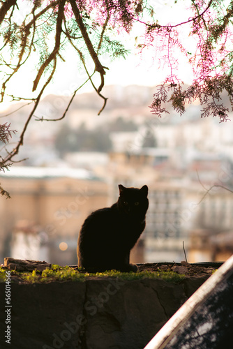 silhouette of a stray cat with the cityscape 