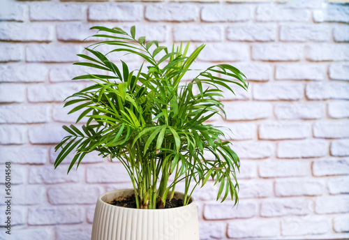 Green Parlor Palm in White Pot on White Bricks Wall Background 