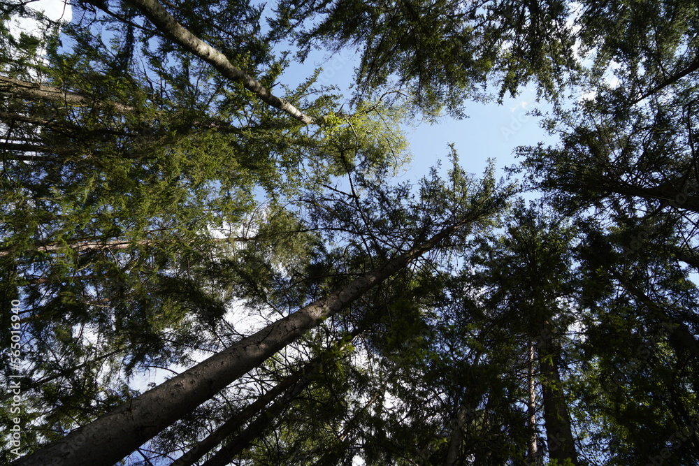 Fototapeta premium Forest dieback due to climate change, drought and storms and deforestation