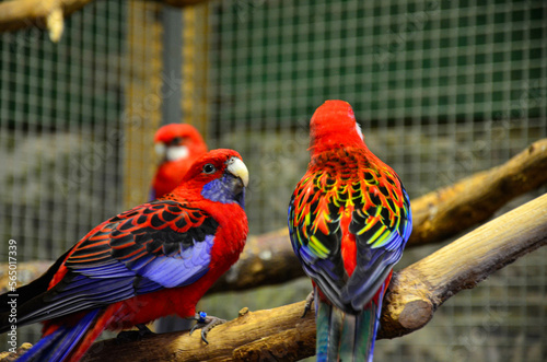 Obraz red parrots