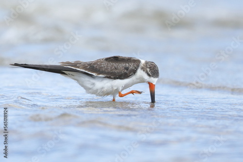 Black Skimmer, Rynchops niger, Everglades National Park, Florida, USA